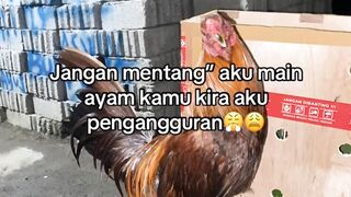 DAFTAR BOSPLAY AGEN SABUNG AYAM ONLINE RESMI AMAN DAN TERPERCAYA 13