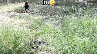 DAFTAR BOSPLAY AGEN SABUNG AYAM ONLINE RESMI AMAN DAN TERPERCAYA 14