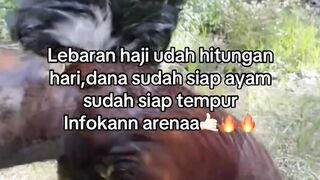DAFTAR BOSPLAY AGEN SABUNG AYAM ONLINE RESMI AMAN DAN TERPERCAYA 15