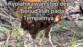 DAFTAR BOSPLAY AGEN SABUNG AYAM ONLINE RESMI AMAN DAN TERPERCAYA 16