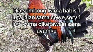 DAFTAR BOSPLAY AGEN SABUNG AYAM ONLINE RESMI AMAN DAN TERPERCAYA 17