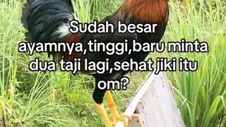 DAFTAR BOSPLAY AGEN SABUNG AYAM ONLINE RESMI AMAN DAN TERPERCAYA 18