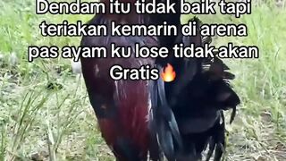 DAFTAR BOSPLAY AGEN SABUNG AYAM ONLINE RESMI AMAN DAN TERPERCAYA 19