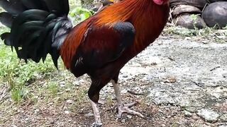 DAFTAR BOSPLAY AGEN SABUNG AYAM ONLINE RESMI AMAN DAN TERPERCAYA 20