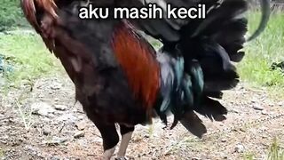 DAFTAR BOSPLAY AGEN SABUNG AYAM ONLINE RESMI AMAN DAN TERPERCAYA 21