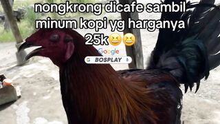 DAFTAR BOSPLAY AGEN SABUNG AYAM ONLINE RESMI AMAN DAN TERPERCAYA 22