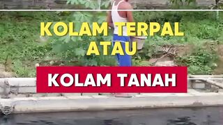 Kolam TANAH atau kolam TERPAL Mana yang terbaik untuk budidaya lele