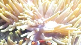 Most UNIQUE Sea Creatures
