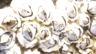 What Are Barnacles?