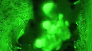 Кошка схватила и утащила маму-синицу из скворечника