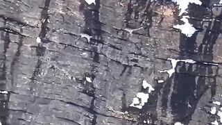 Снежные барсы резвятся на высокой скале.
