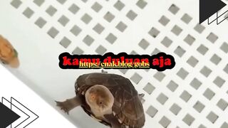 Ditanya gimana perasaannya setelah melahirkan.