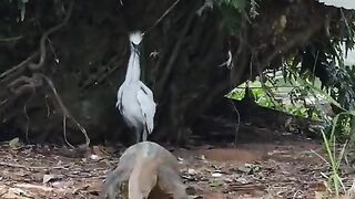 Hunting 9