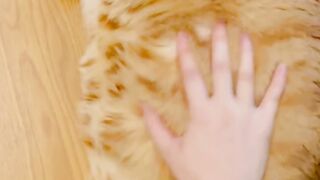 Funny cat 330