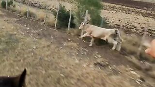 GO catch cow!
