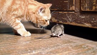 Hilarious Cats Doing Silly Things  Must Watch!