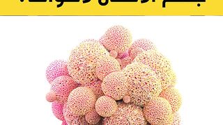 هل حقا تستمع خلايا جسم الإنسان لأصواتنا