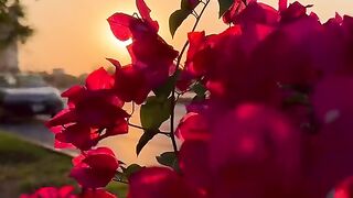 Beautiful flowers 29