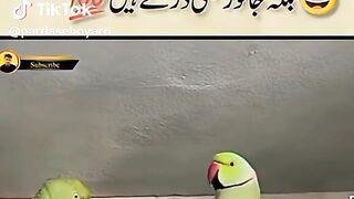 Tote Ne sabit Kar Diya
