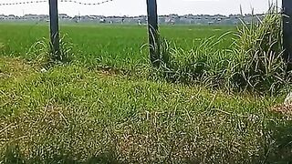 Jalan Jalan Di Sawah.