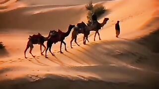 عبدالرحمن مسعد
