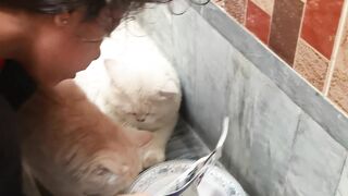 Tom And Jerry Cat Food Eating