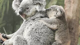 Koala 2