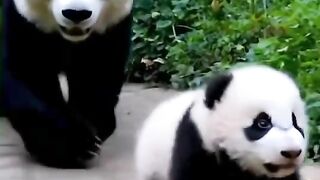 Panda 16