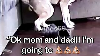 Dogs Hilarious Potty Confession Caught!