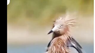 Best video, New video, mostly viewed