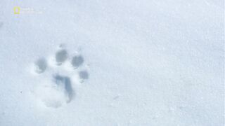 Гималаи. Охота снежного барса на голубого барана. 2