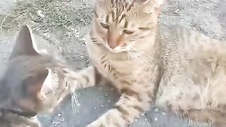 Дружеские игры.