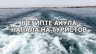 В Египте акула напала на туристов
