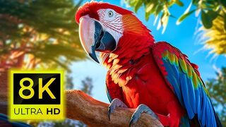 A Closer Look at Forest Birds Birds of Nature 8K 2025