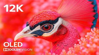 12K Dolby Vision with Calming Music viralvideo