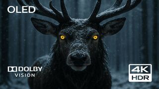 Wildlife Adventure The Animal Kingdom Up Close 4K
