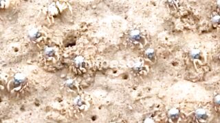 What Are Barnacles?