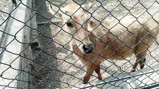 A tour of Lahore  animal is listening to children.