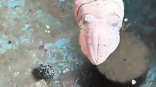 Fun   masti    FunVideo  funnyreels 283
