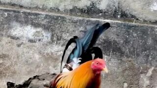 DAFTAR BOSPLAY AGEN SABUNG AYAM ONLINE RESMI AMAN DAN TERPERCAYA 24