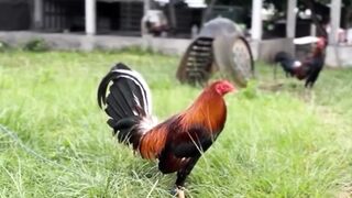 DAFTAR BOSPLAY AGEN SABUNG AYAM ONLINE RESMI AMAN DAN TERPERCAYA 25