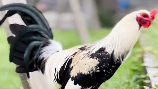 DAFTAR BOSPLAY AGEN SABUNG AYAM ONLINE RESMI AMAN DAN TERPERCAYA 26