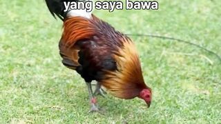 DAFTAR BOSPLAY AGEN SABUNG AYAM ONLINE RESMI AMAN DAN TERPERCAYA 27