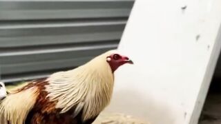 DAFTAR BOSPLAY AGEN SABUNG AYAM ONLINE RESMI AMAN DAN TERPERCAYA 28