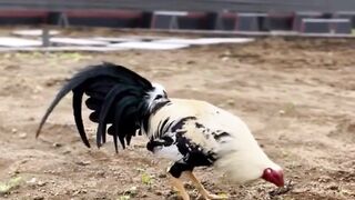 DAFTAR BOSPLAY AGEN SABUNG AYAM ONLINE RESMI AMAN DAN TERPERCAYA 29