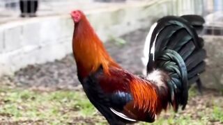 DAFTAR BOSPLAY AGEN SABUNG AYAM ONLINE RESMI AMAN DAN TERPERCAYA 30