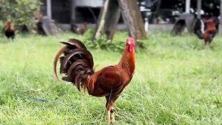 DAFTAR BOSPLAY AGEN SABUNG AYAM ONLINE RESMI AMAN DAN TERPERCAYA 31