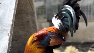 DAFTAR BOSPLAY AGEN SABUNG AYAM ONLINE RESMI AMAN DAN TERPERCAYA 32