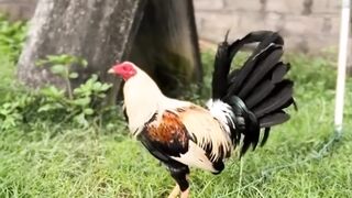 DAFTAR BOSPLAY AGEN SABUNG AYAM ONLINE RESMI AMAN DAN TERPERCAYA 33