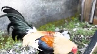 DAFTAR BOSPLAY AGEN SABUNG AYAM ONLINE RESMI AMAN DAN TERPERCAYA 34